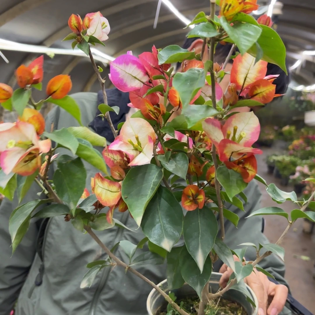 全部花苞（陆离）三角梅会落花落叶会光杆苗有大有小