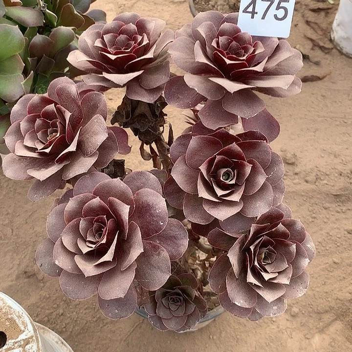 无花朵475魅金北