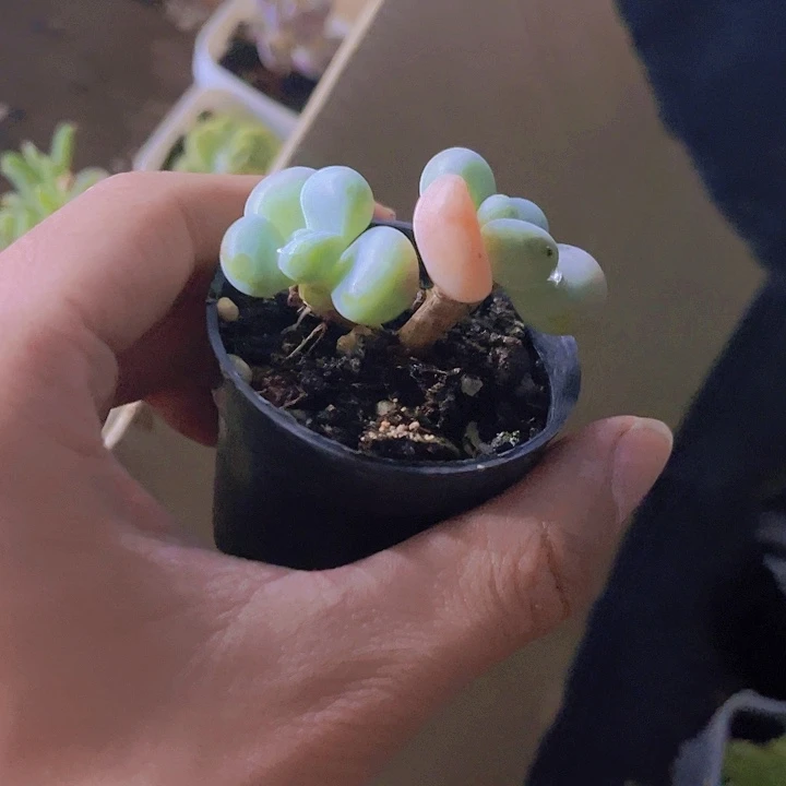 精品小老桩洛神多肉带盆土发