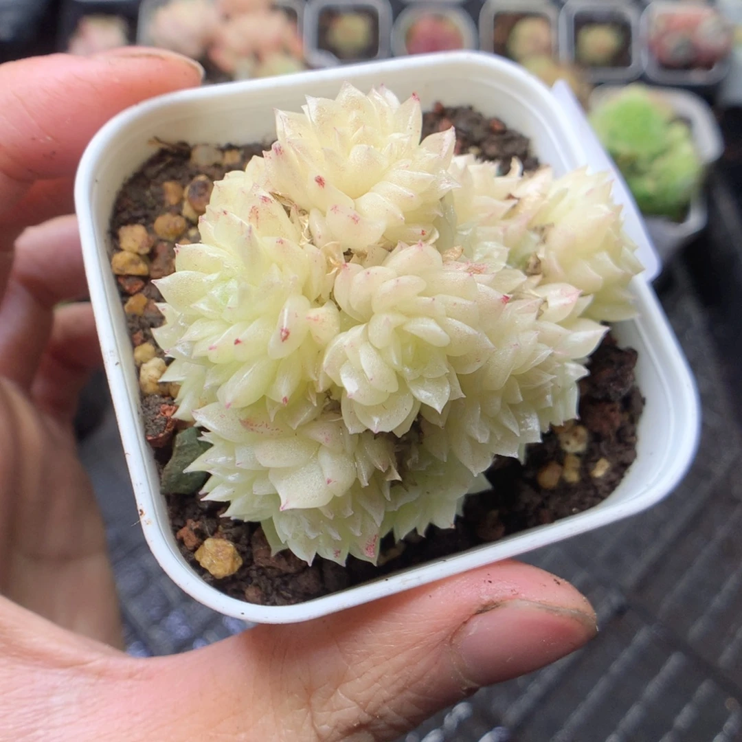 无花朵F58 yyyyyyy