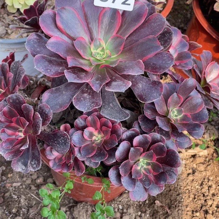 无花朵672多肉植物美杜莎