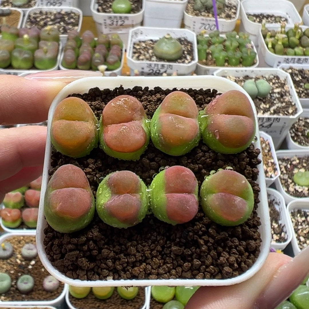 398水蜜桃裸根发货