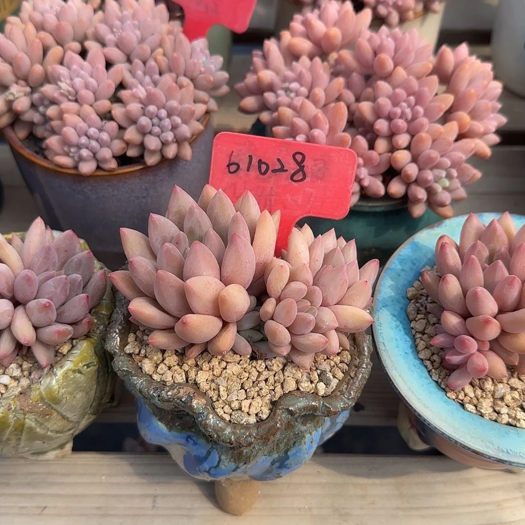 红蜻蜓老桩38包邮