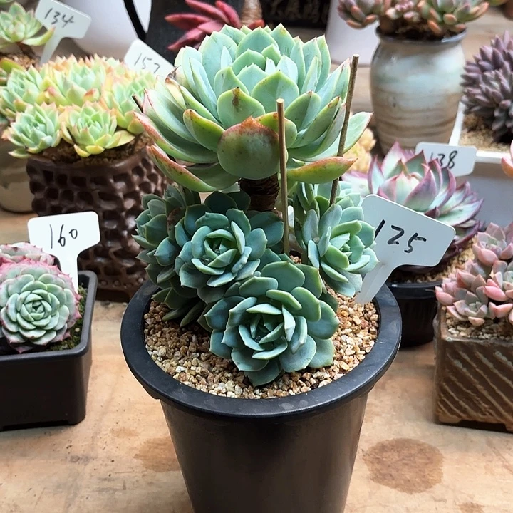 多肉植物，恋曲125号