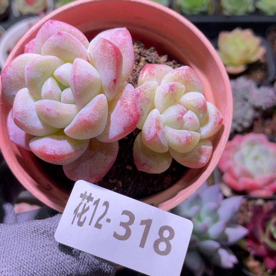 花利美12-318冰玉