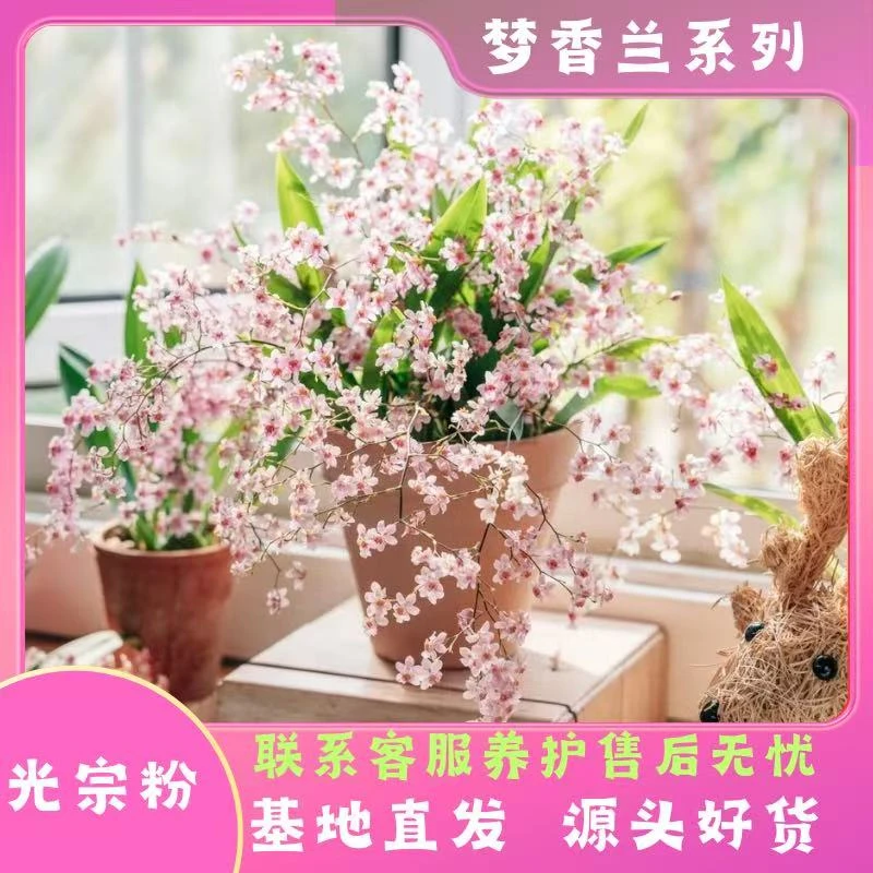 [光宗粉]粉色花苞有香味长花剑梦香兰兰花庭院阳台室内开花植物