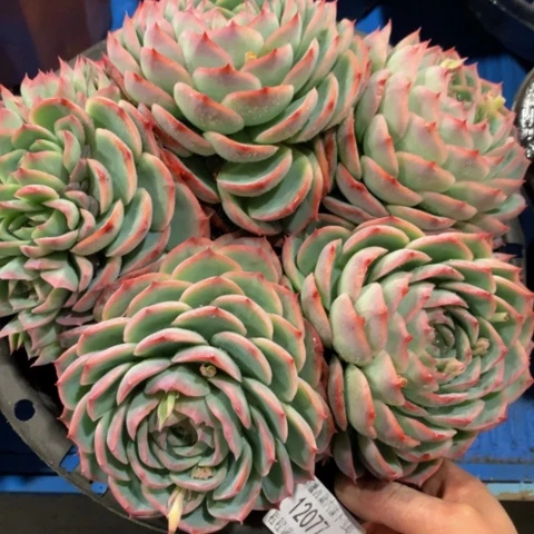 丽*梦侧影12077多肉