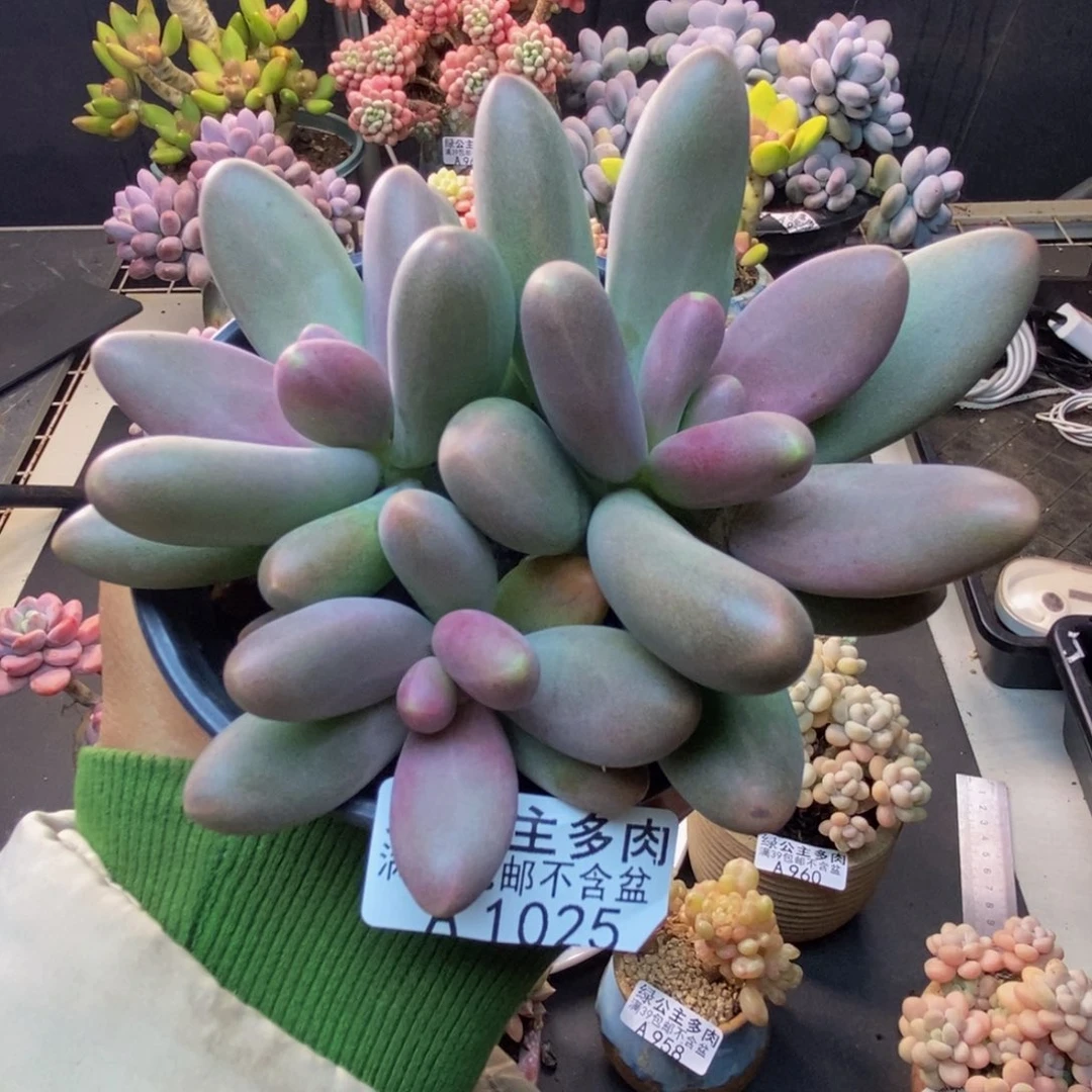 025糖果美人多肉8c m