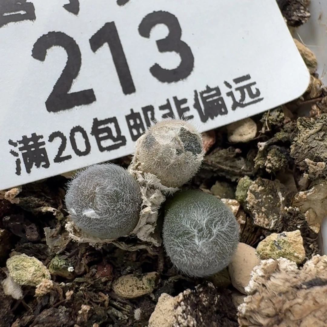4***娃毛球           脱土3头