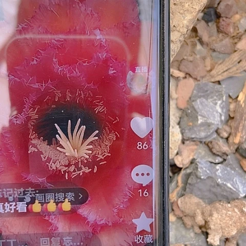 仙人掌毛花柱克斯汀5 －8 cm左右