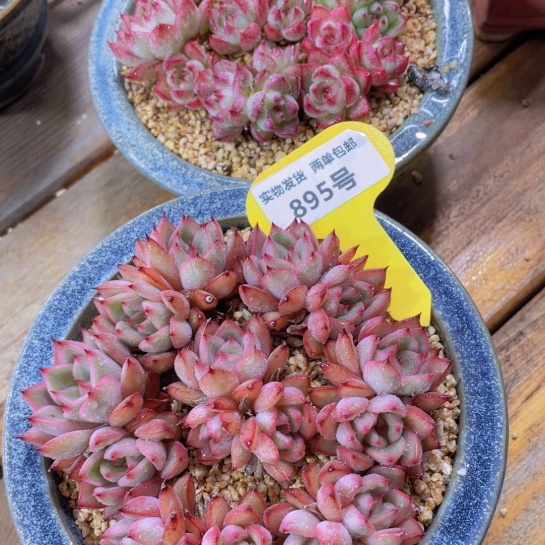 895号 女王组合加香妃组合