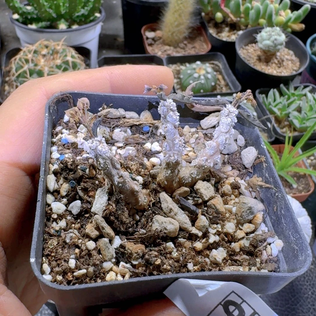 像****过910皱叶麒麟脱土发货