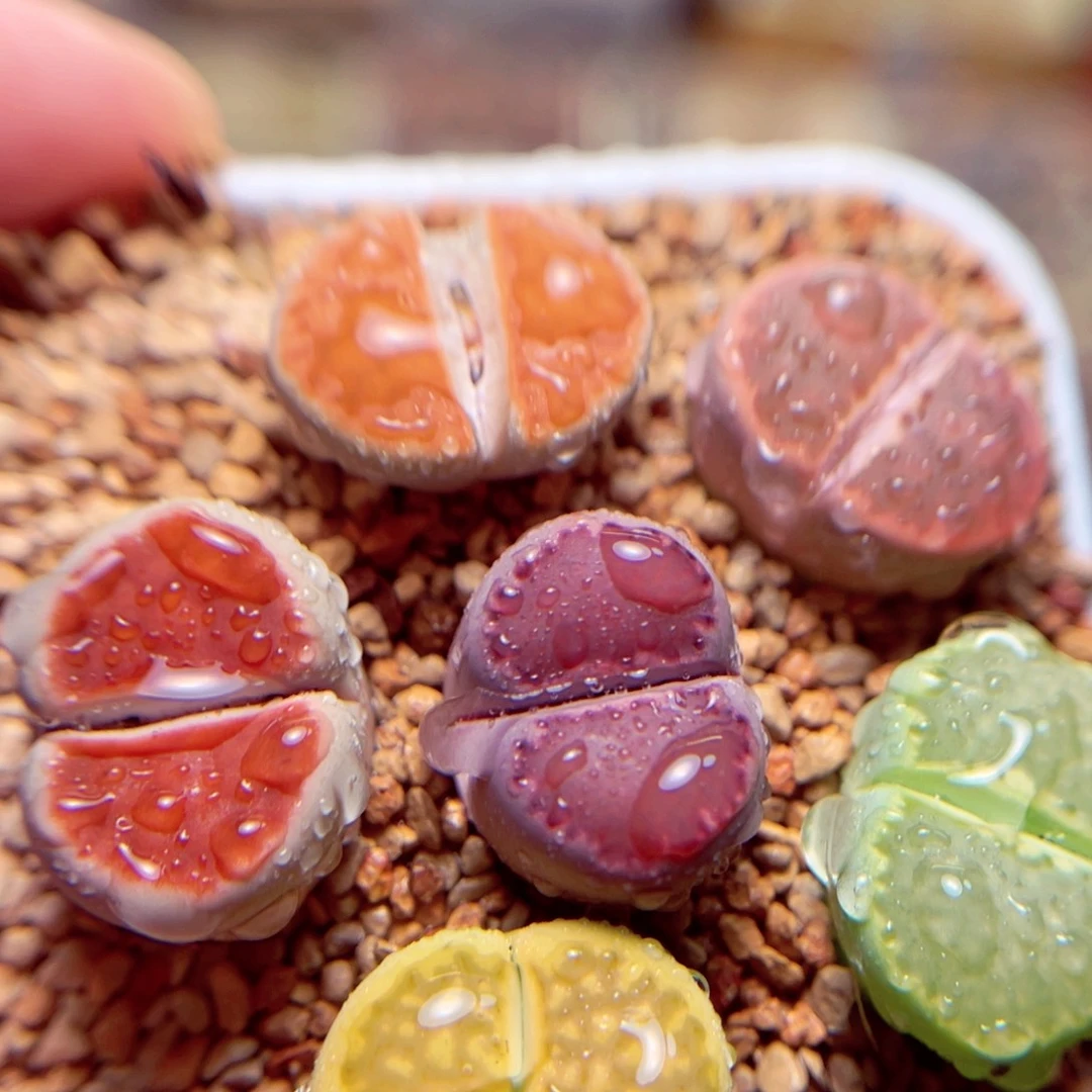 65号带盆包邮发货