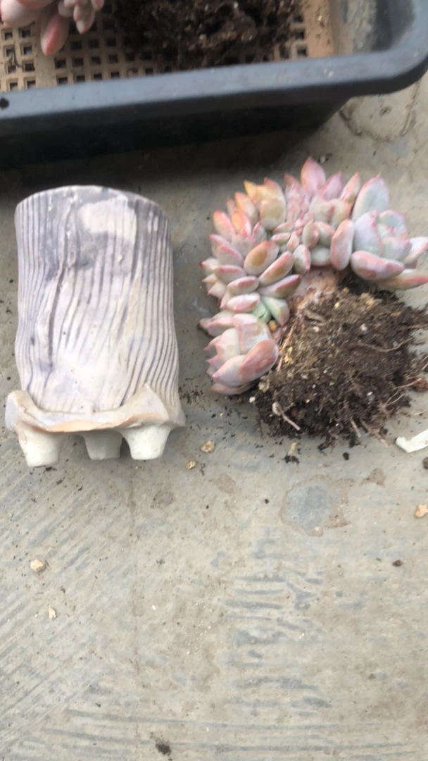 乔儿专拍提拉米苏多肉加盆