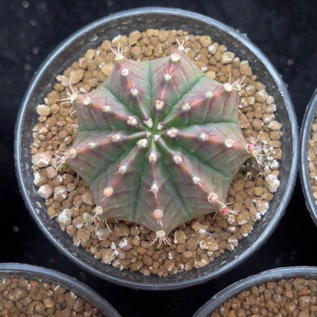 萨拉曼尼侧芽自根带盆土发货3