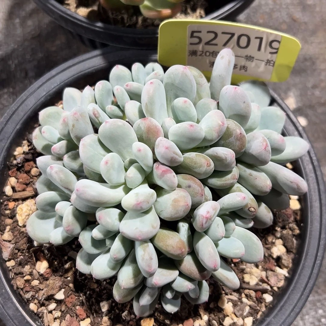 527019 香香雪群生，必须拍冷链发货