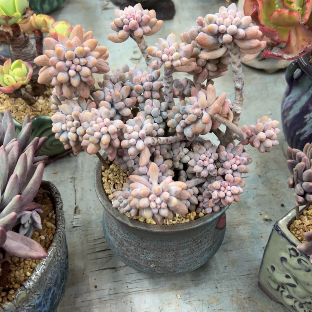 婴儿手指18 零零多肉植物