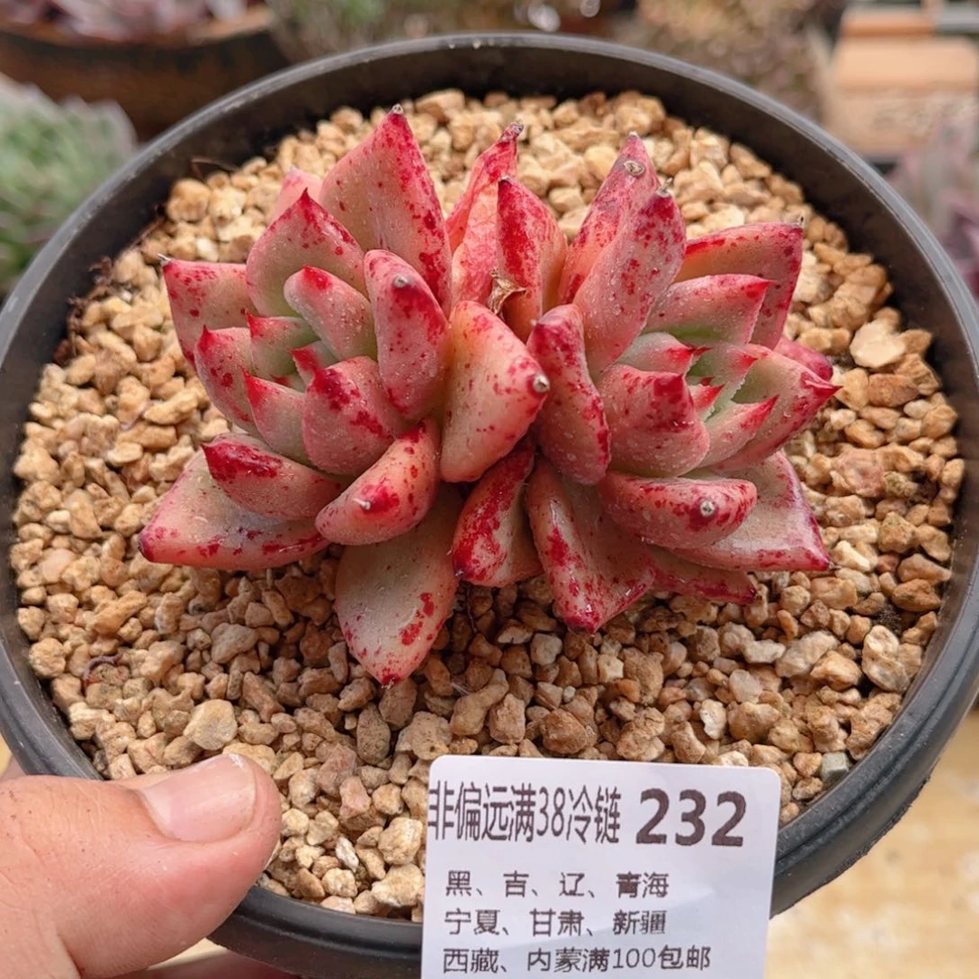232红颜蜜语德华多肉