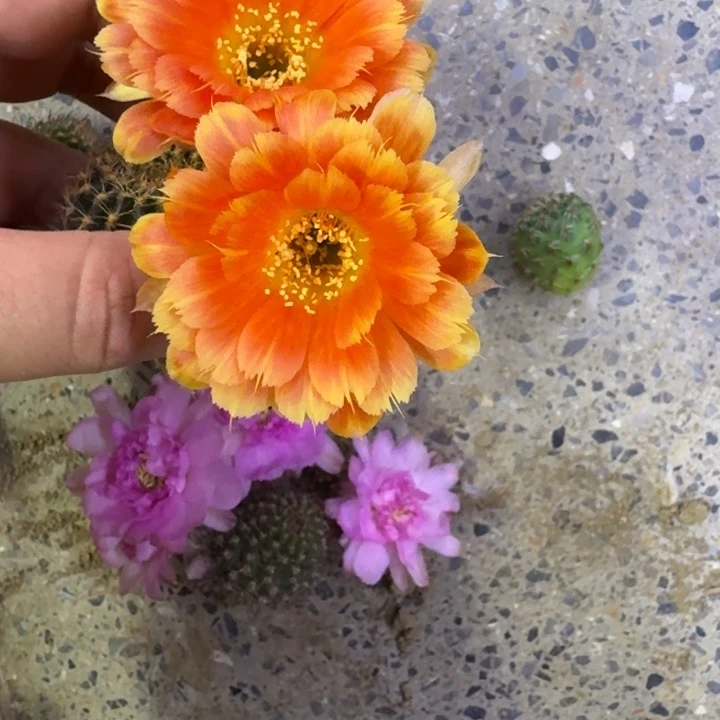 208丽花金凤凰歪无根侧牙2到3公分左右，20包邮