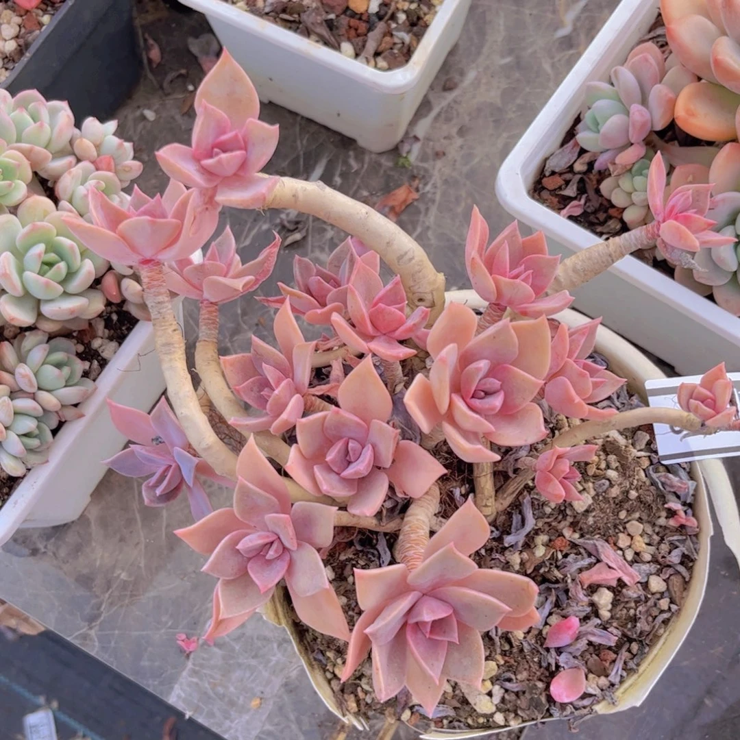 初恋0199多肉植物