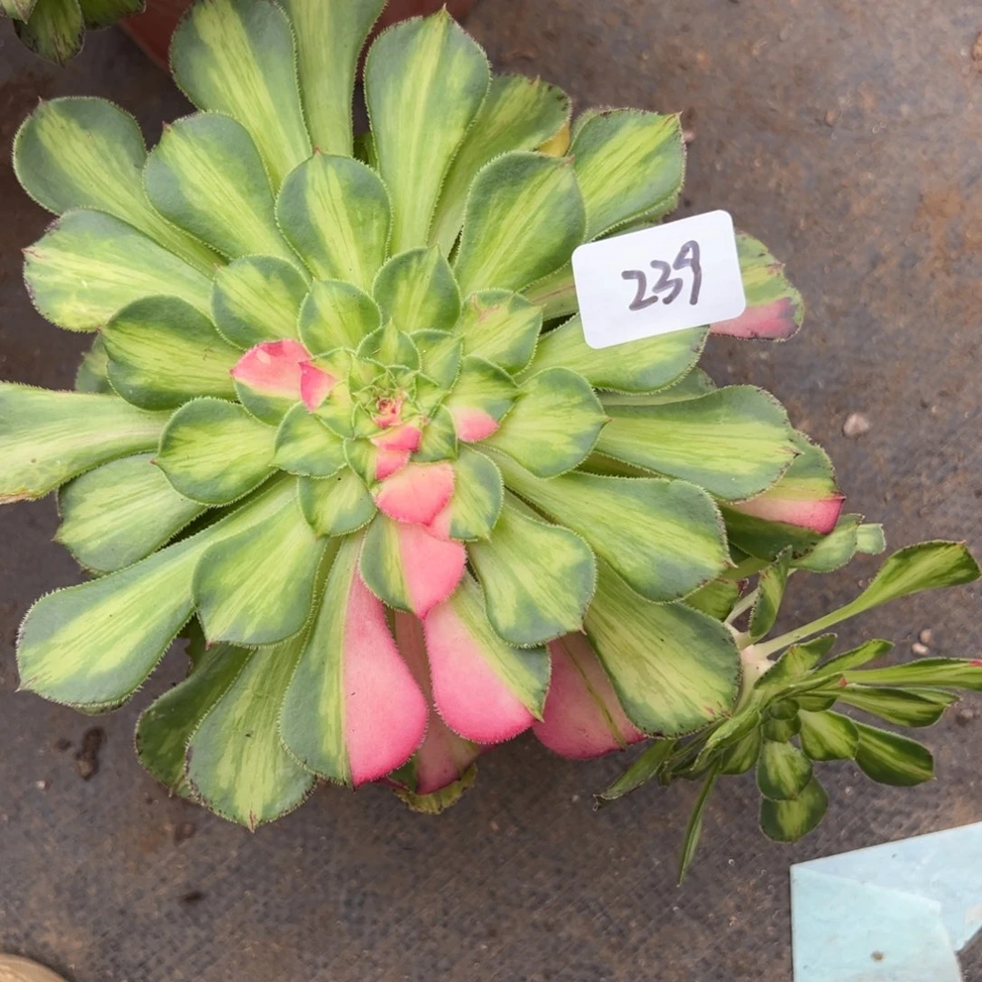 239知否多肉植物一紫