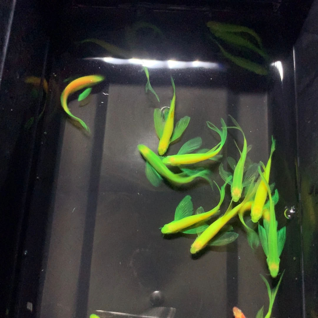 斑马鱼蝶翼斑马混搭20条（3-4厘米）