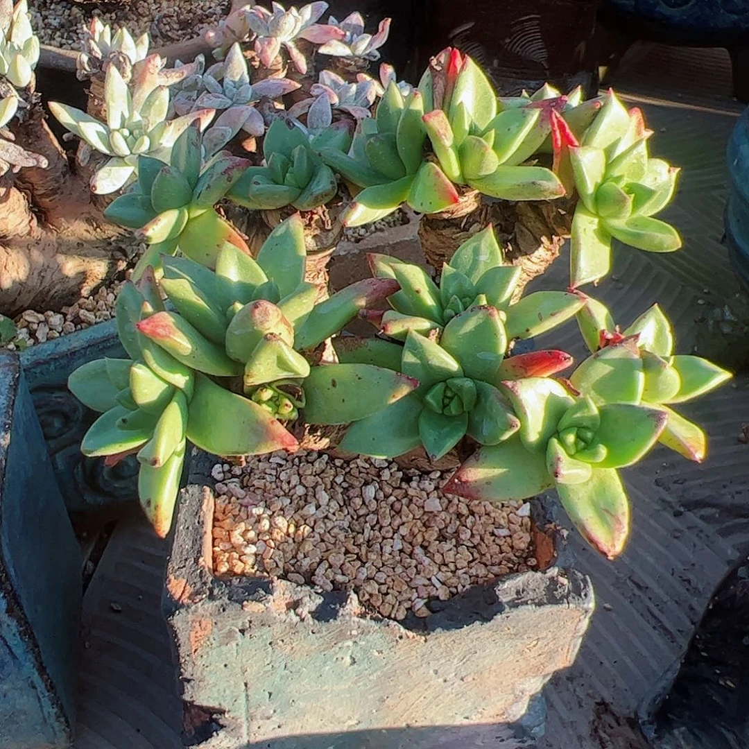 3112青岗苹果叶仙女杯