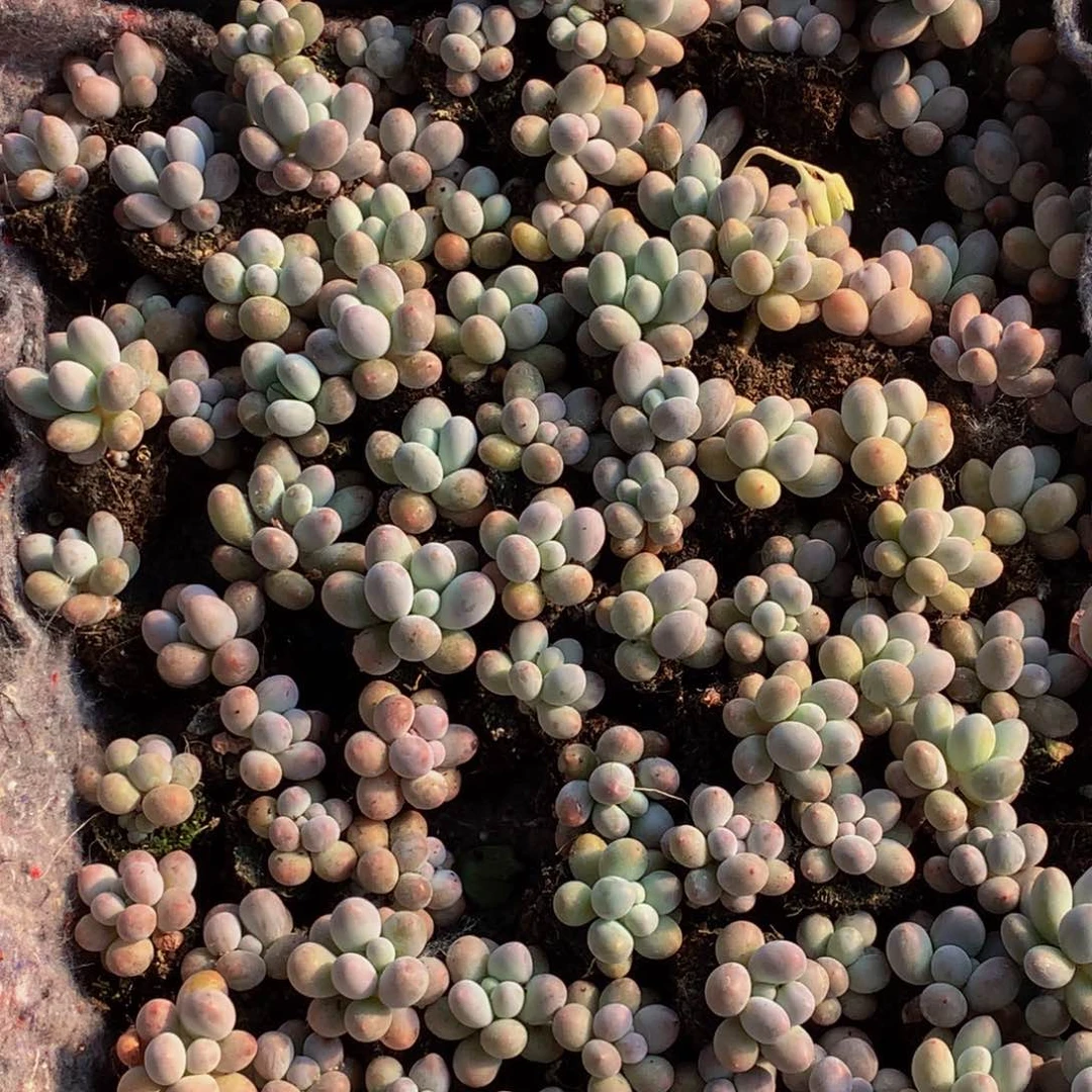 汤圆7颗 包邮。包邮