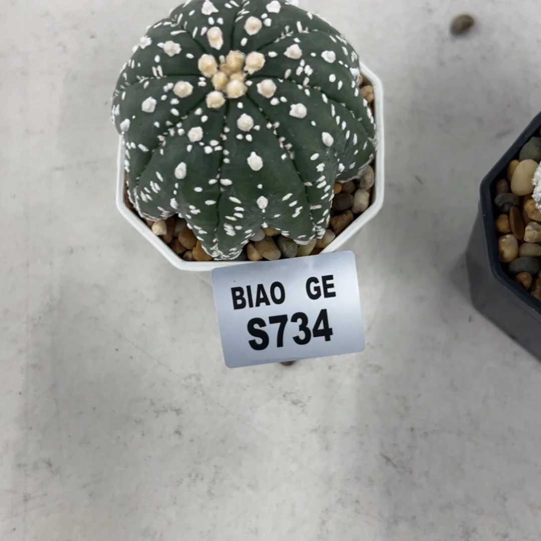 T***3S734号兜10.28仙人球