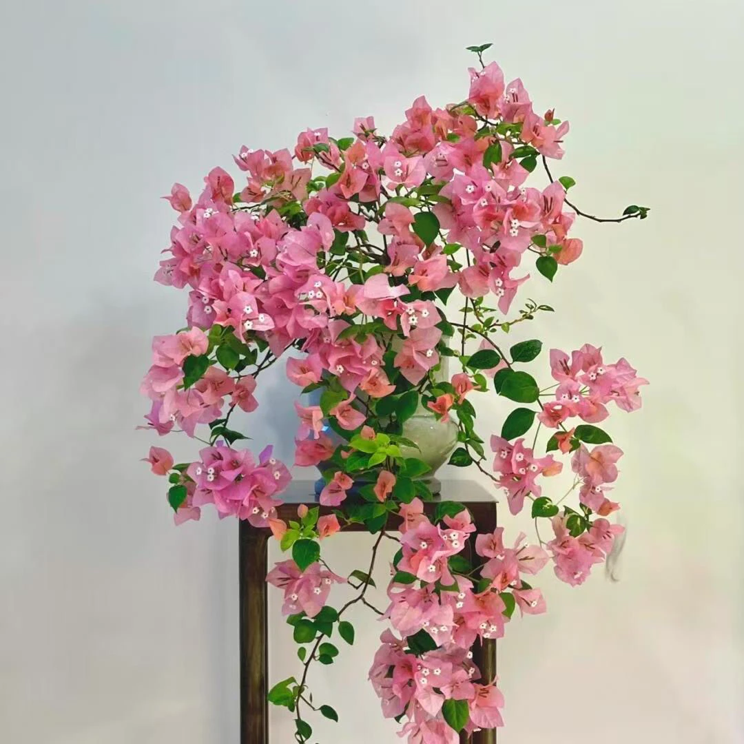 红粉佳人。大苗好养易开花花卉基地  不带花