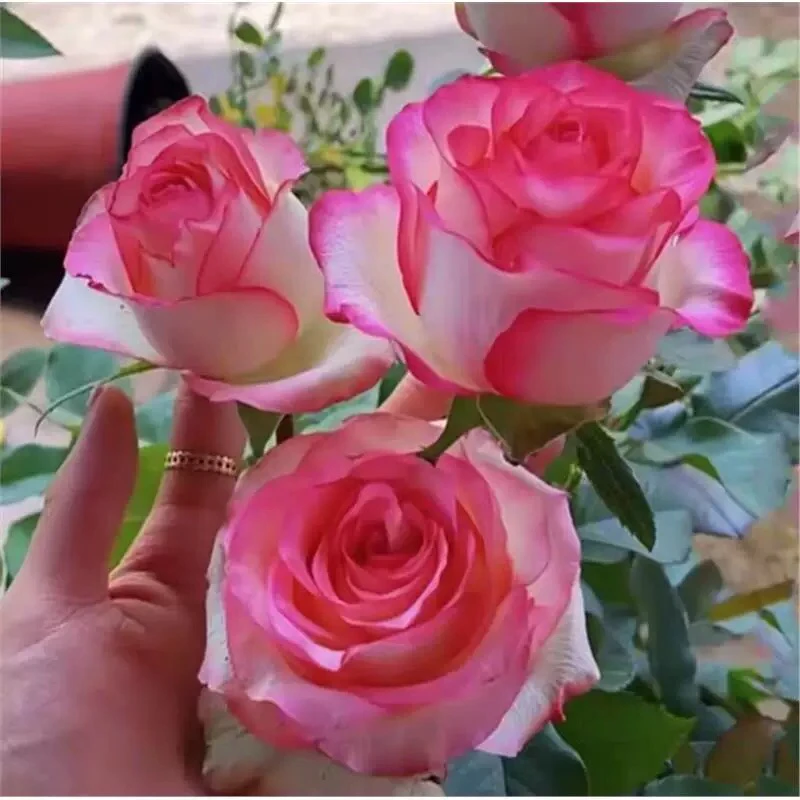 高杆树桩月季爱莎玫瑰又名艾莎浓香大花酒杯壮大花朵玫瑰树桩庭院