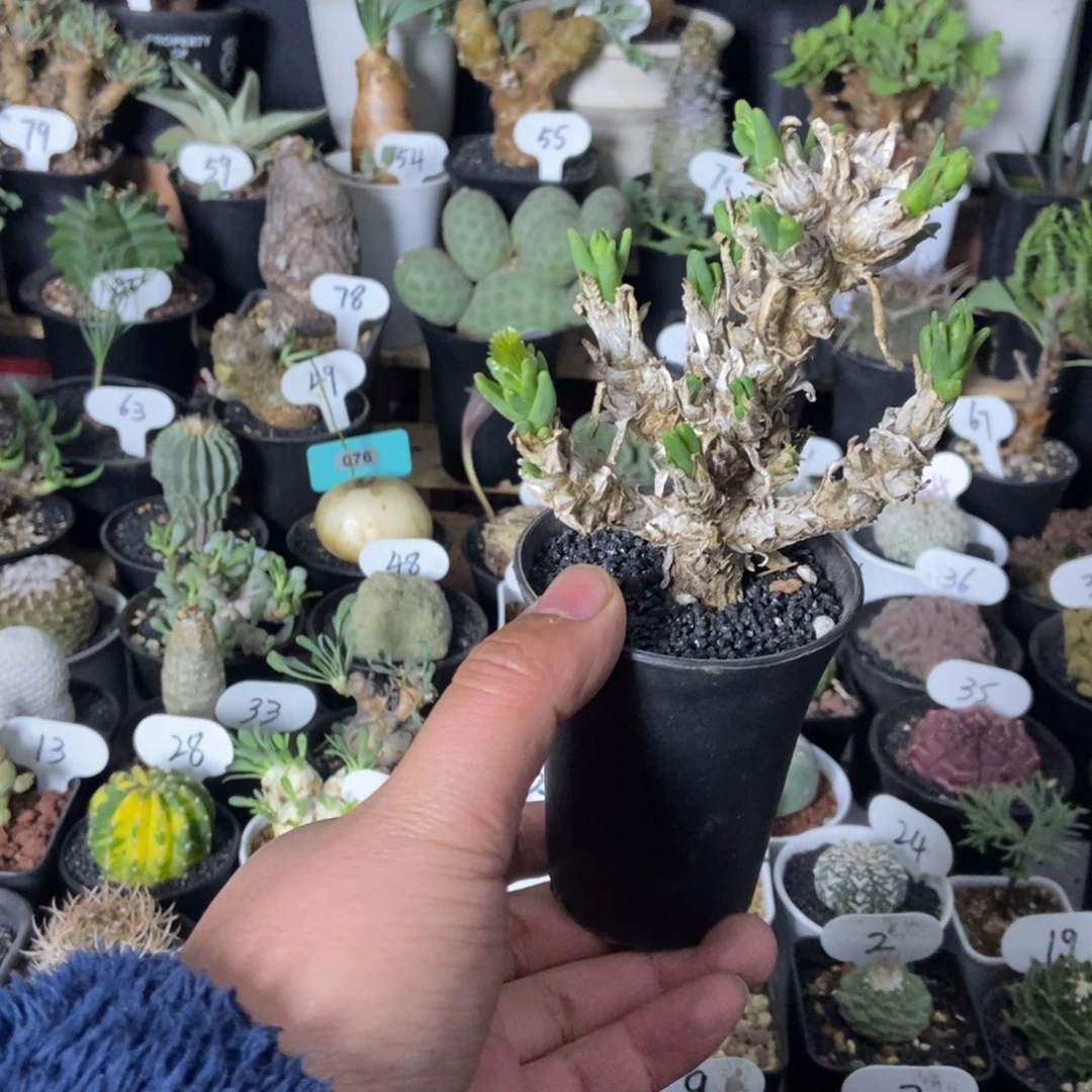 绿花枝干一物一拍
