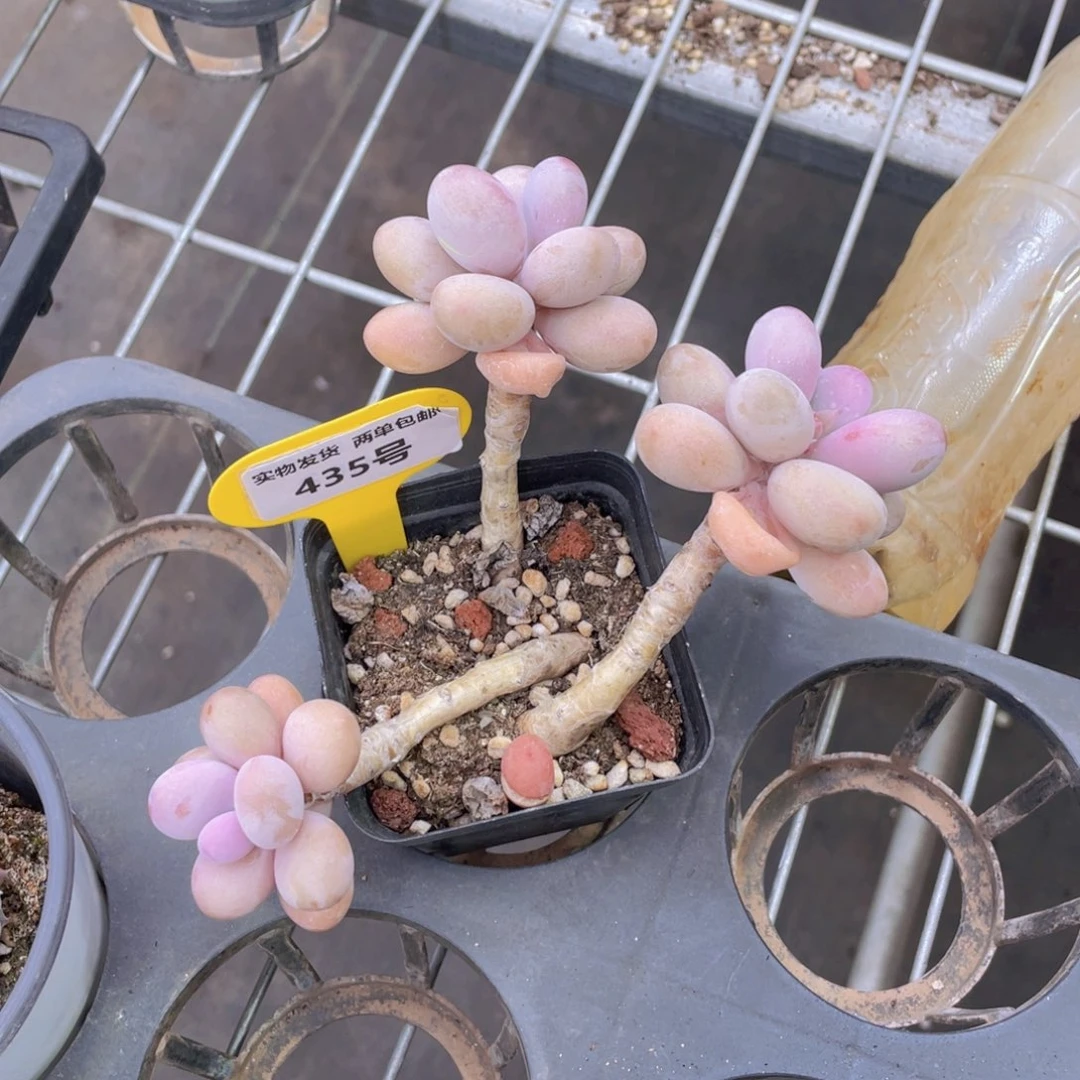 435号 丸叶粉桃蛋三头不包整