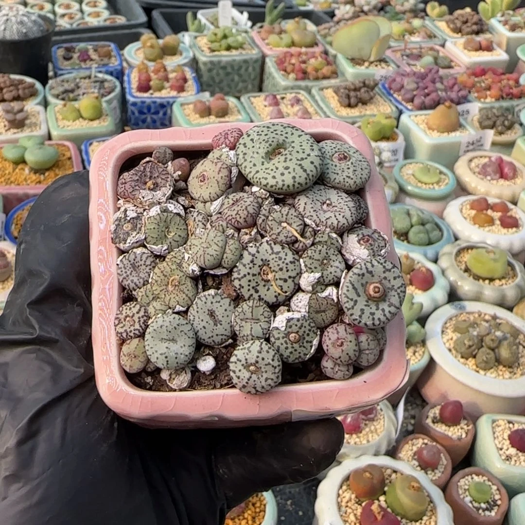 宠***员2165-一物一拍 带盆