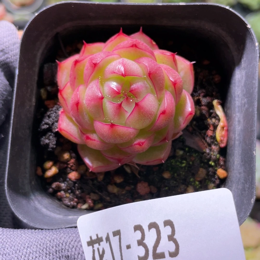 花利美17-323麦秆