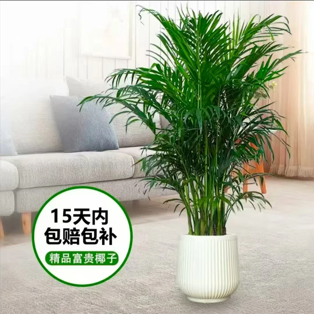 【1.2-1.4米】富贵椰子树大型绿植净化空气适合客厅办公室摆放