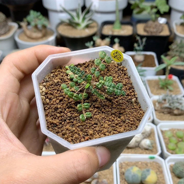 泡泡叶橄榄扦插带盆494