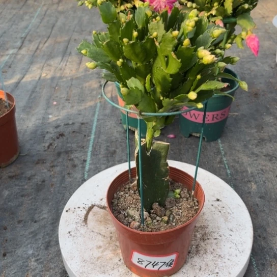 2321蟹爪兰尾号8747