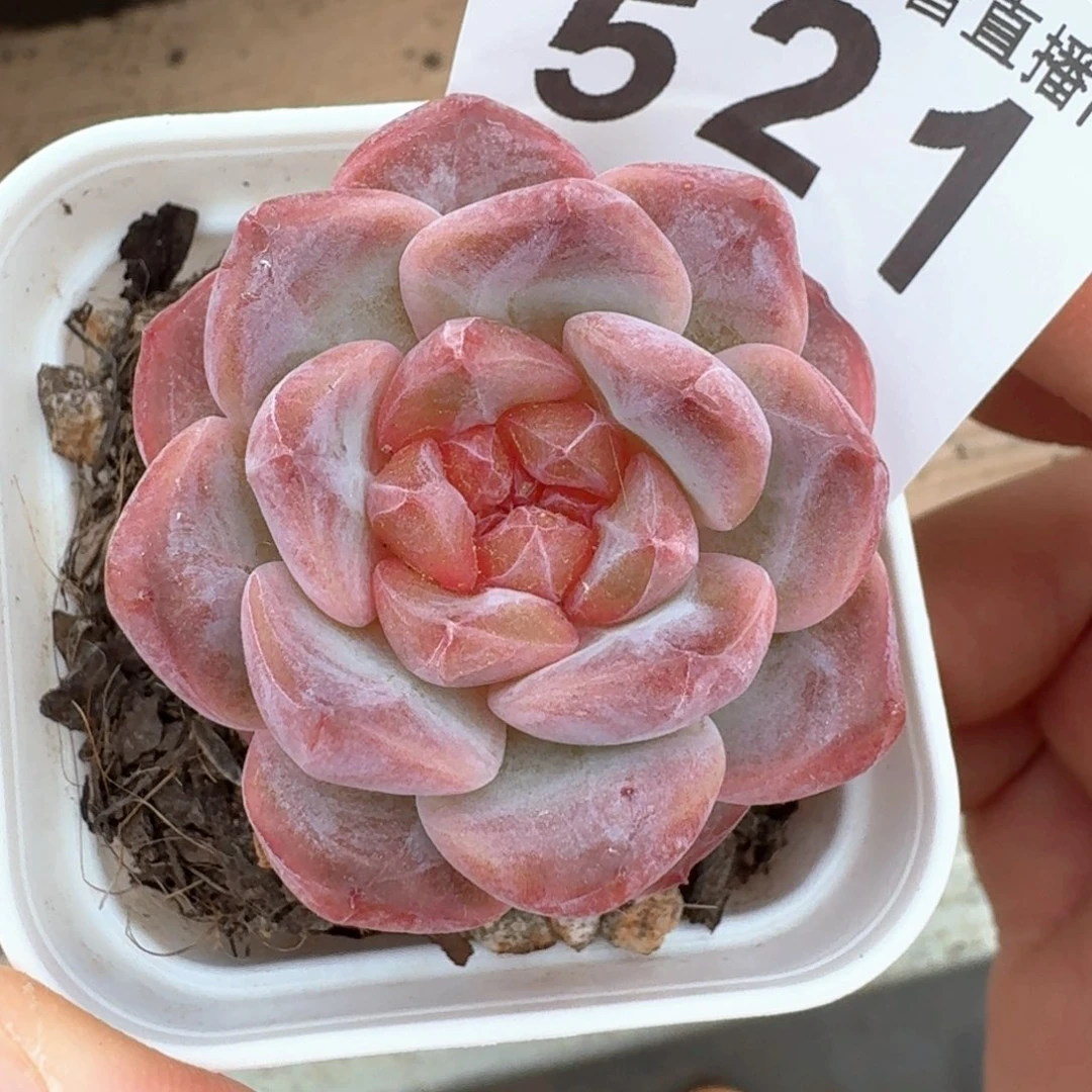 孤品开播福利         多肉植物