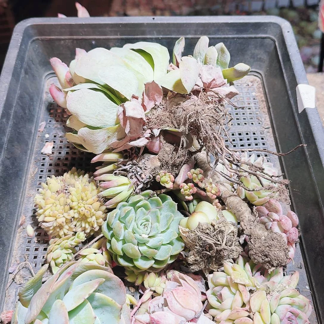 满20包邮零下拍保温箱12号无售后