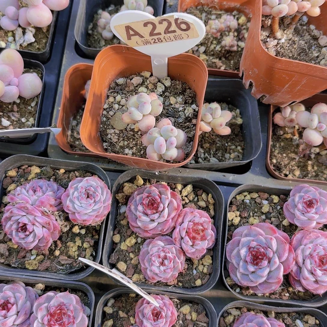 A**.A226萤火虫一物一拍
