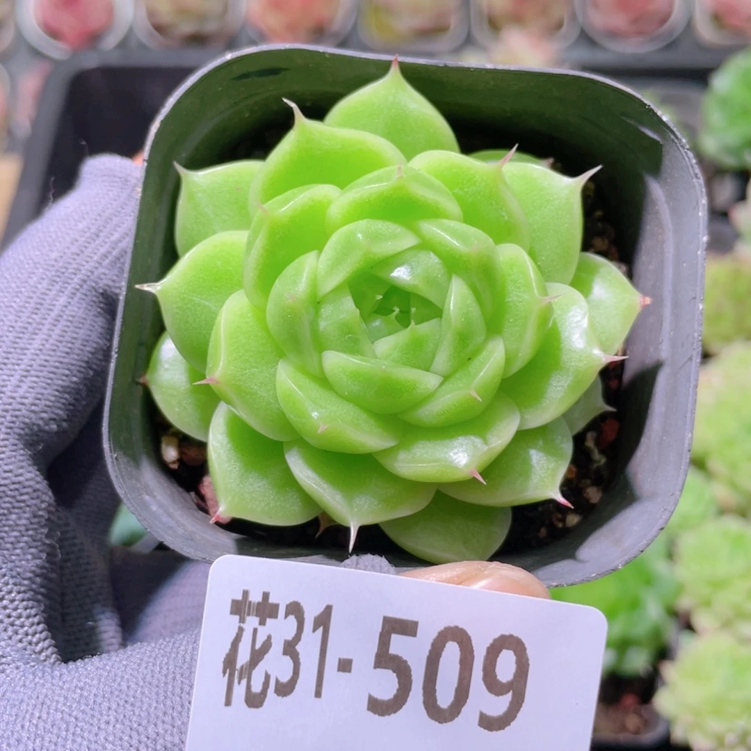 花利美31-509海王