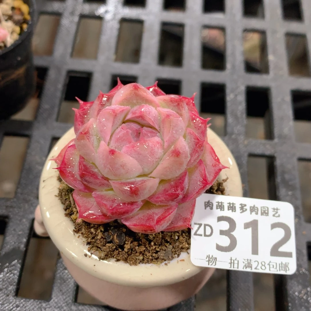 肉萌萌拇指盆精控多肉ZD312