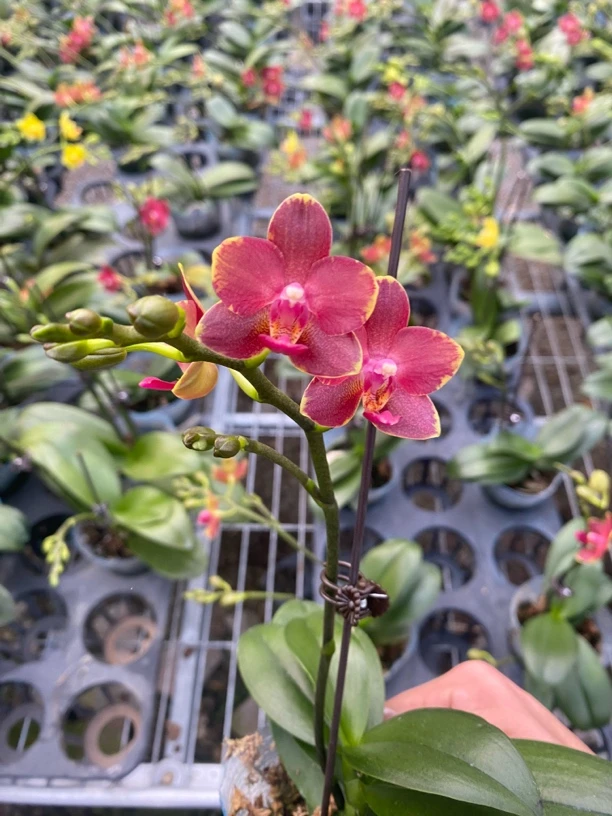 （闪边番茄）蝴蝶兰带花带花苞