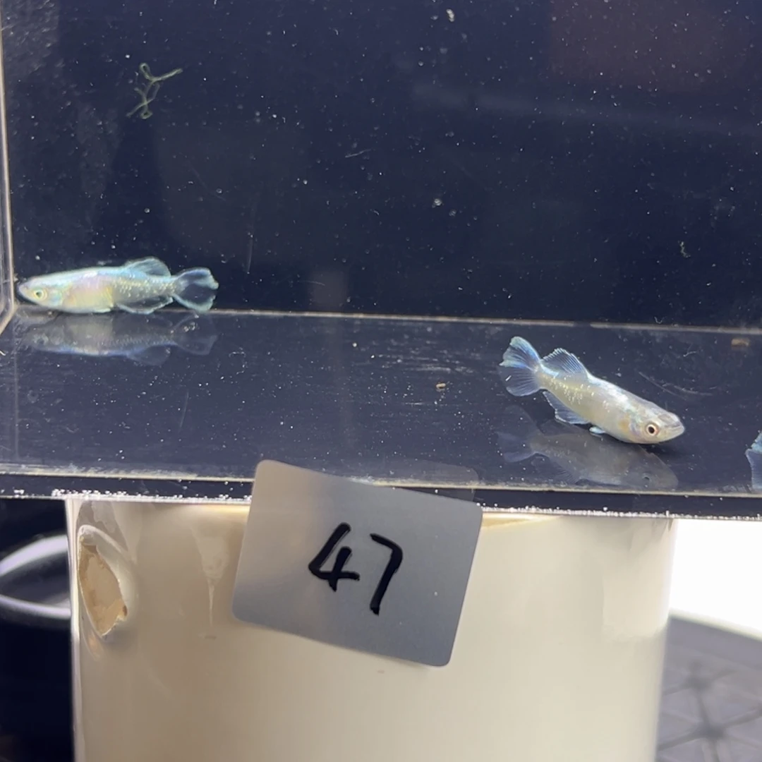 青鳉鱼47。      吧