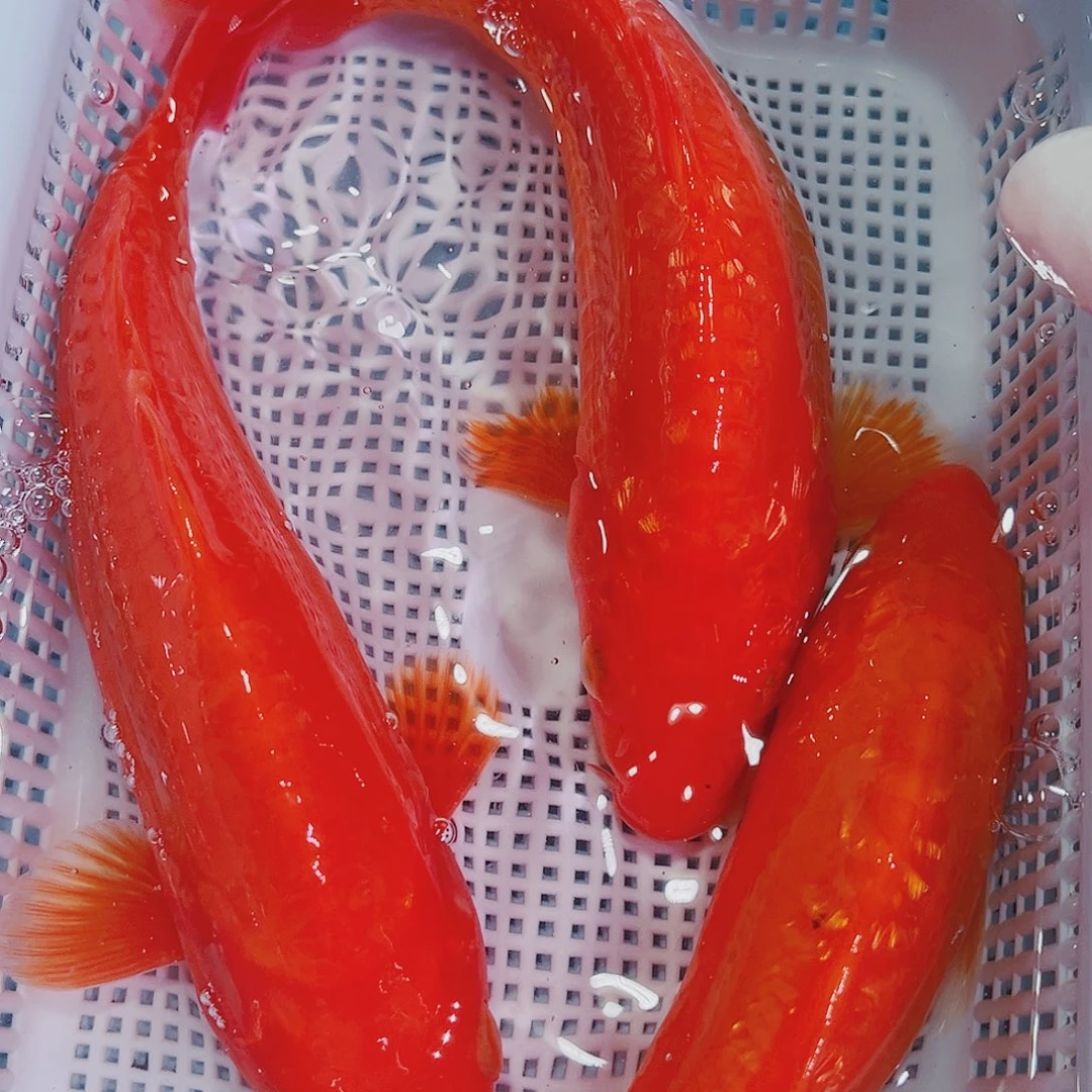 锦鲤锦鲤冷水鱼观赏