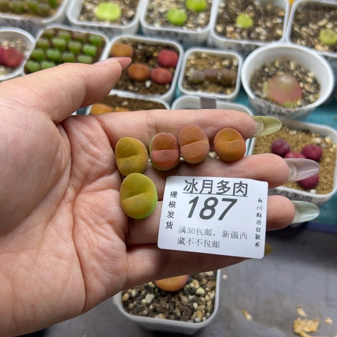 187蟠桃和水蜜桃裸根发货