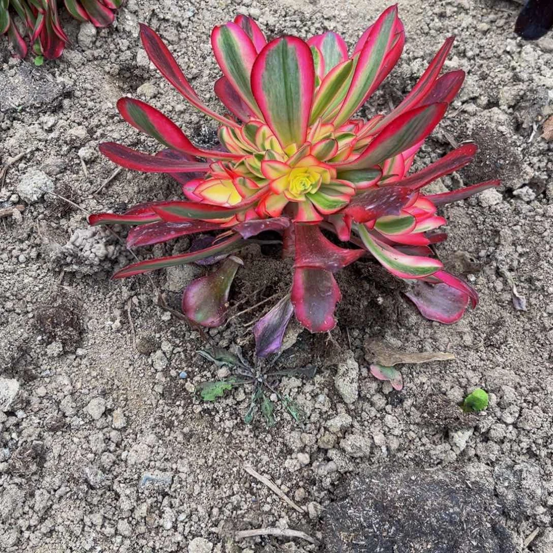 美杜莎多肉植物捧花的