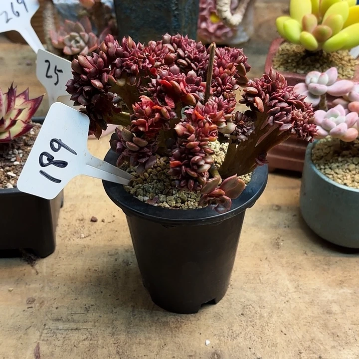 多肉植物，大红袍缀189号