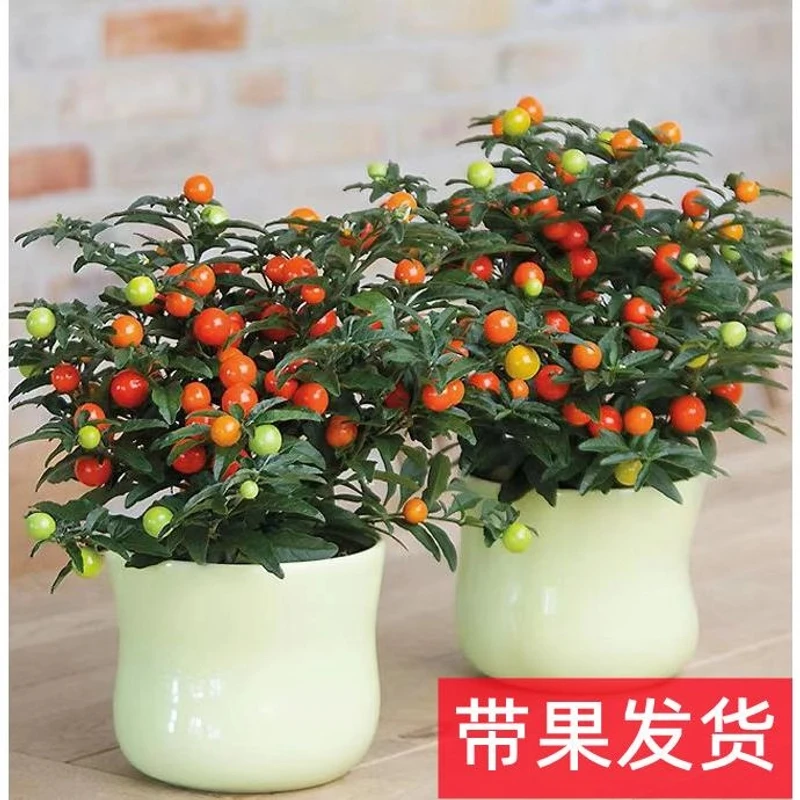 耐热耐寒多年生看樱桃 珊瑚豆 冬珊瑚 吉庆果红四季果 野海椒盆栽